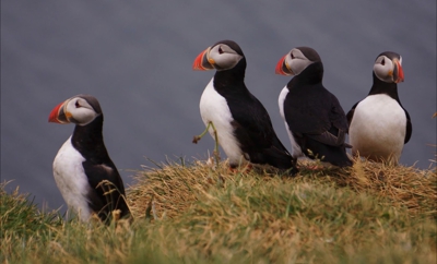 Grimsey Island Nature Reserve photo location in Iceland